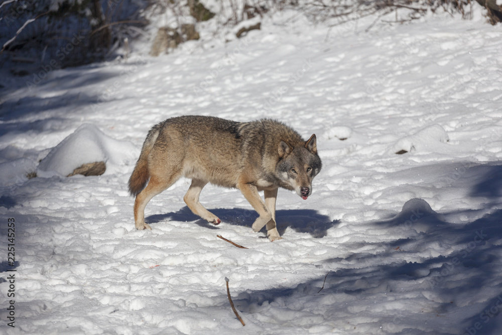 Loup du Mercantour