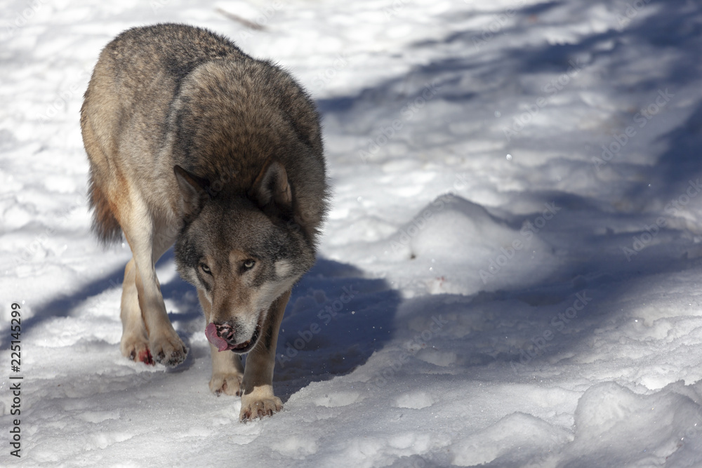 Loup du Mercantour