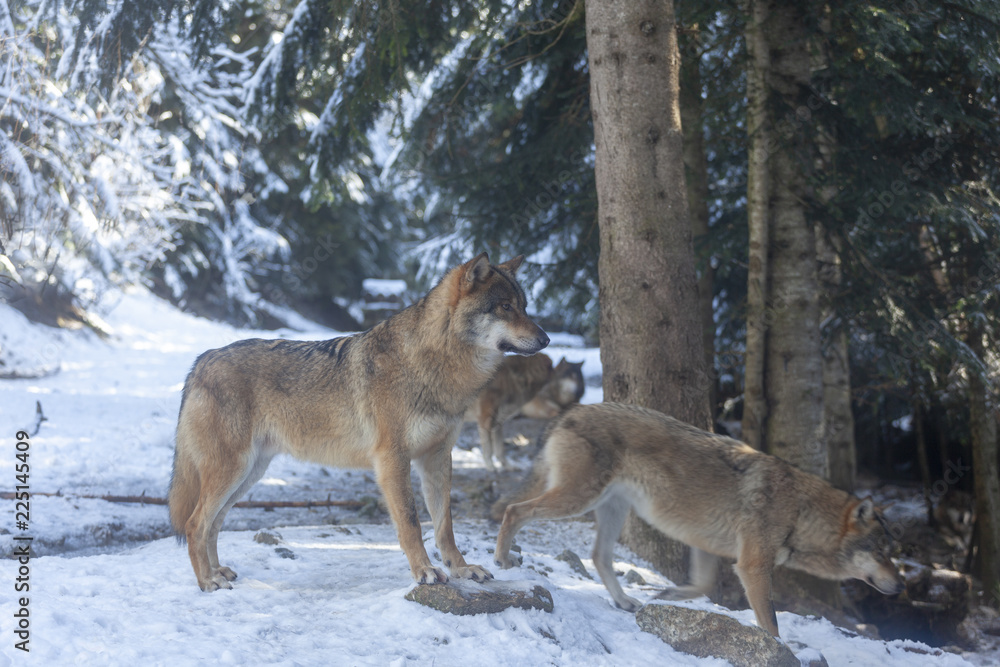Meute de loups du Mercantour