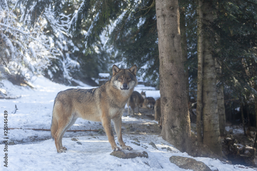 Meute de loups du Mercantour