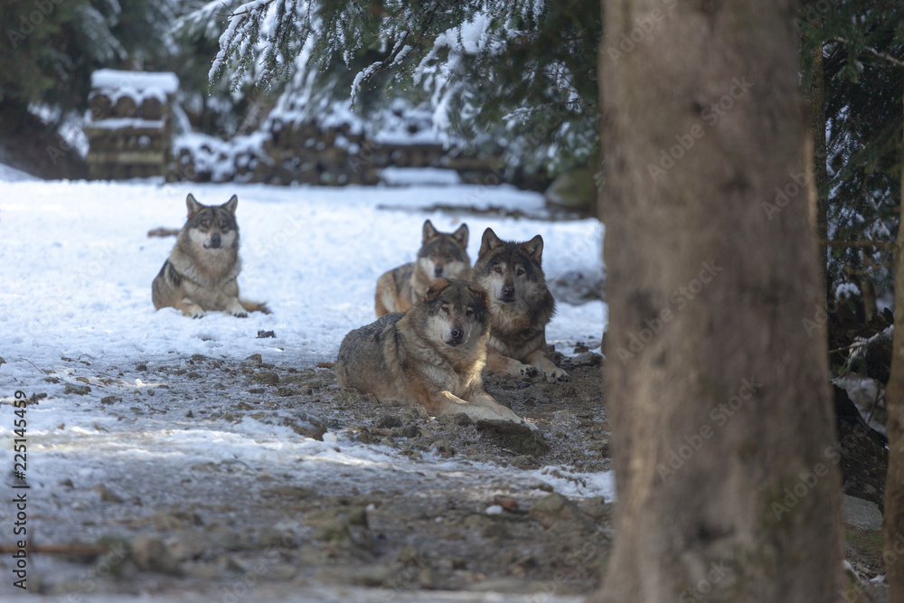 Meute de loups du Mercantour