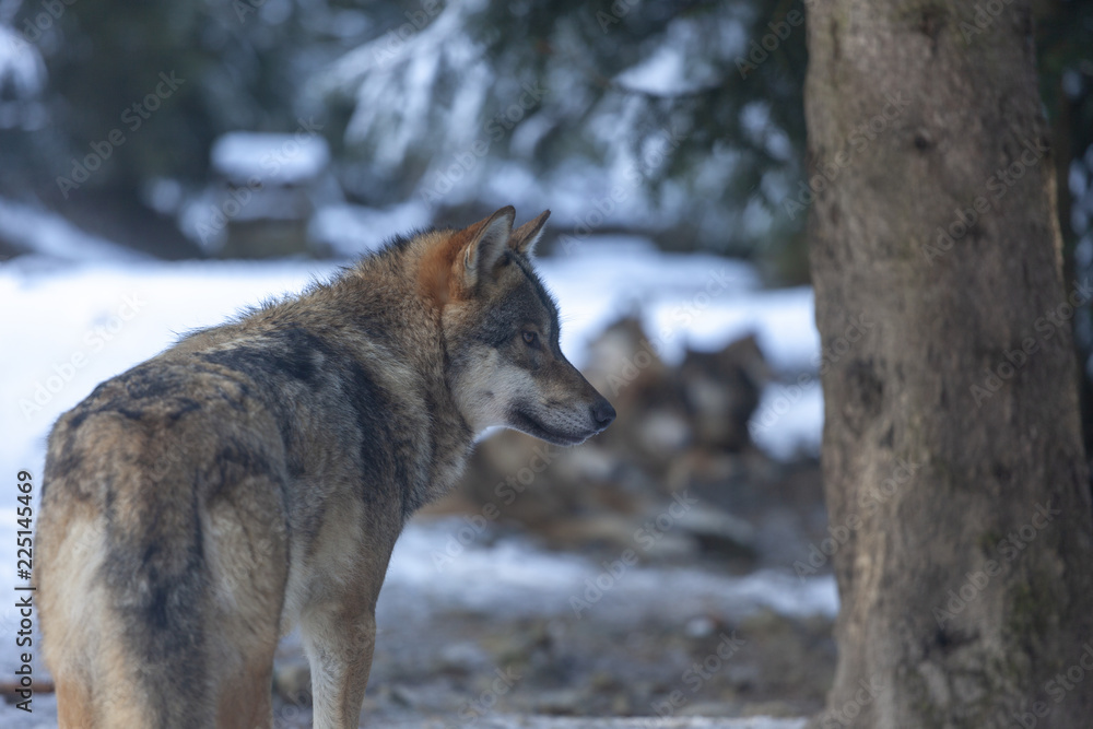 Meute de loups du Mercantour