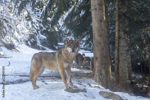 Meute de loups du Mercantour 