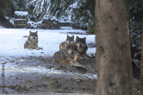Obraz na płótnie Meute de loups du Mercantour w salonie