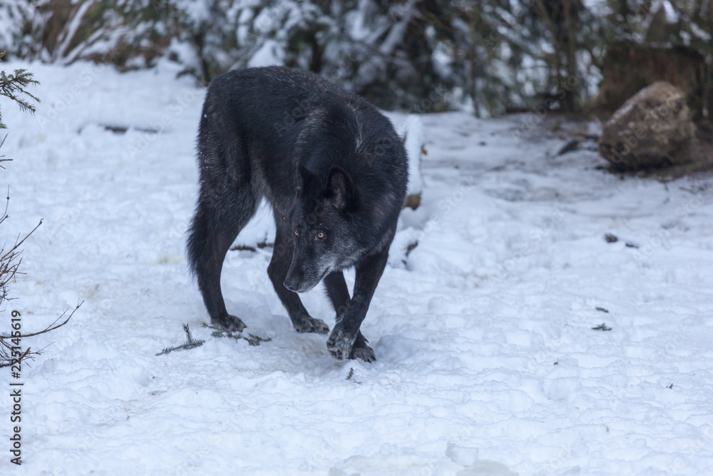 Loup du Mercantour