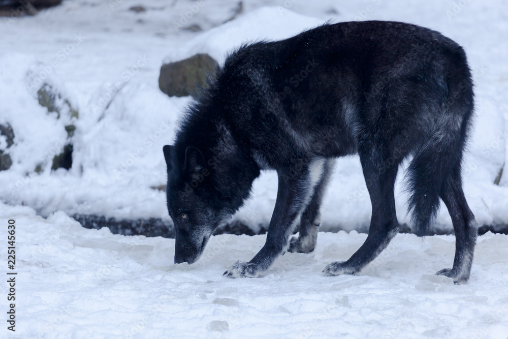 Loup du Mercantour