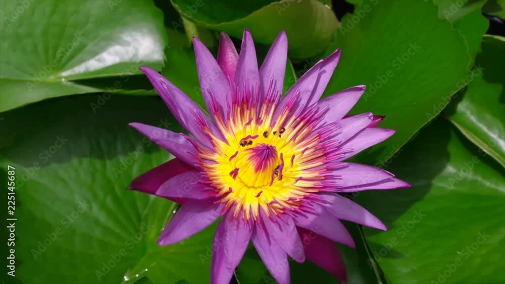 Many small bees suck from the purple lotus. Many small bees suck from the purple lotus.