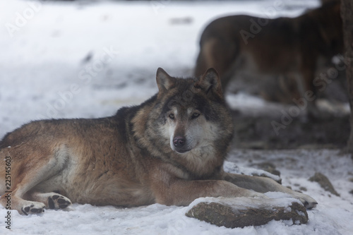 Obraz na płótnie Meute de loups du Mercantour w salonie