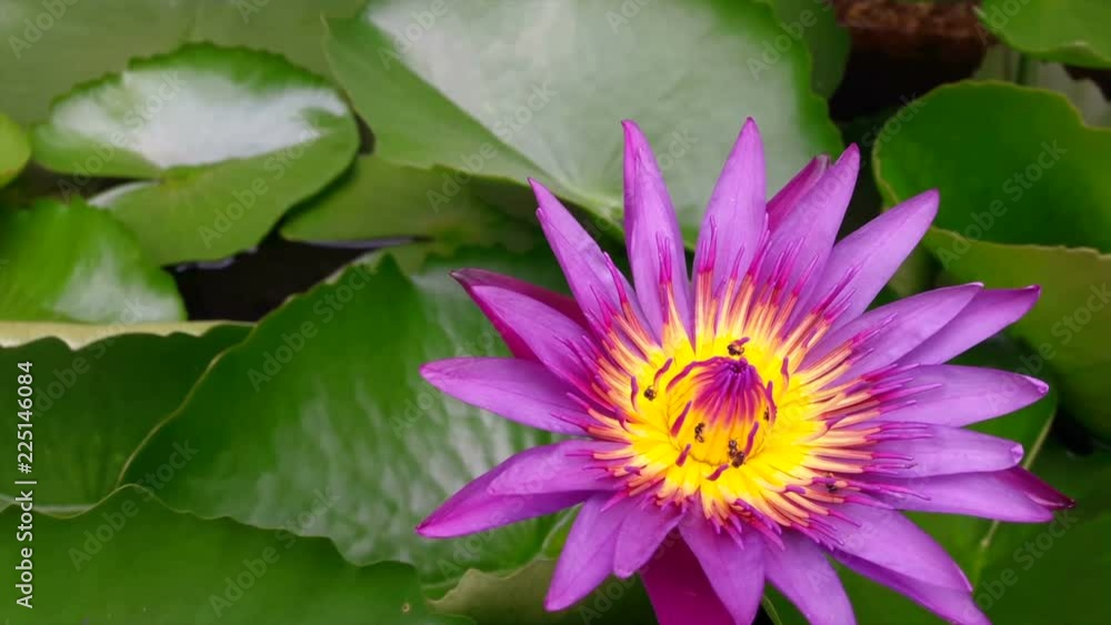 Many small bees suck from the purple lotus. Many small bees suck from the purple lotus.