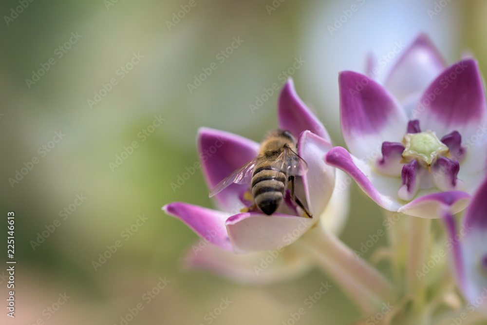 Honey bee busy in collecting honey juice (herbal honey) from the crown flower Honey bee busy in collecting honey juice (herbal honey) from the crown flower