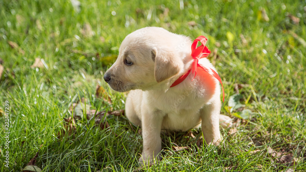 dogs. Labrador puppies dogs. Labrador puppies