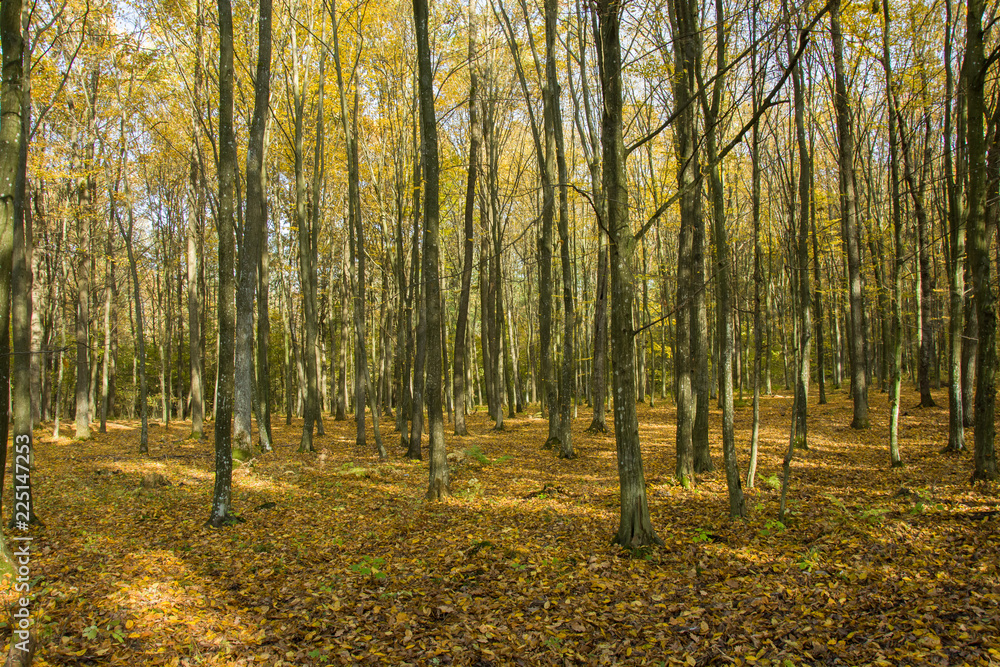 Obraz premium Yellow autumnal forest