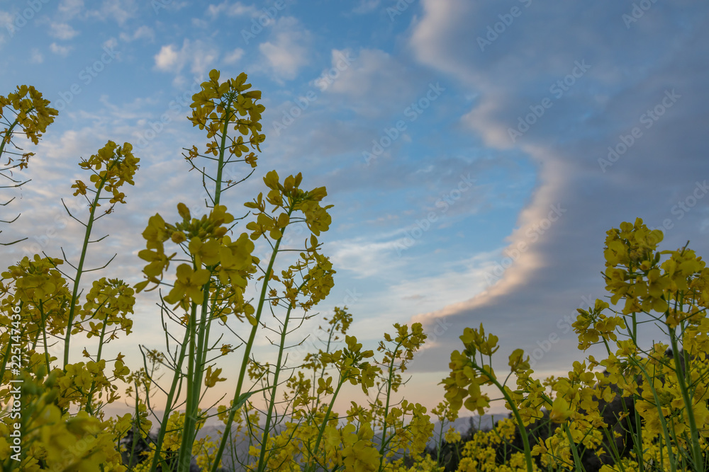 Fototapeta premium 空と菜の花