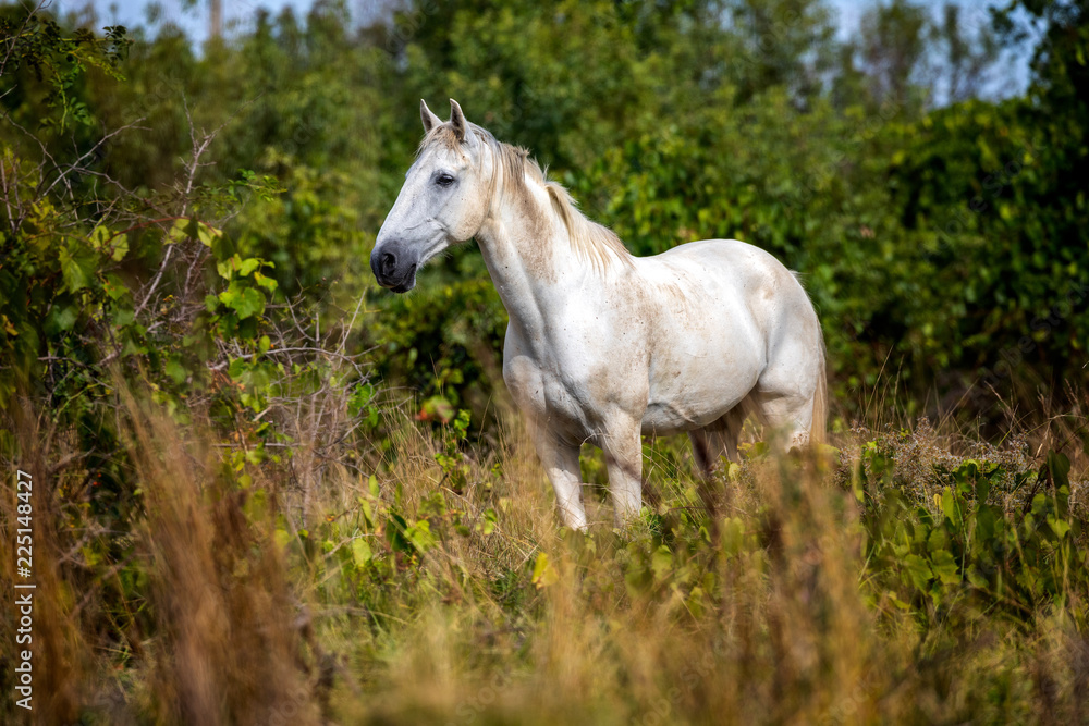 Wild camargue horse standing in the grass in the stouh of France. The white horse is looking to the left. Wild camargue horse standing in the grass in the stouh of France. The white horse is looking to the left.