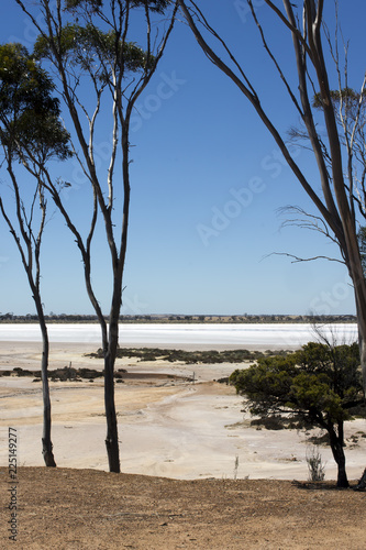 Fototapeta Naklejka Na Ścianę i Meble -  Tall gum trees beside salt lake between Hyden and Albany, WA, Australia