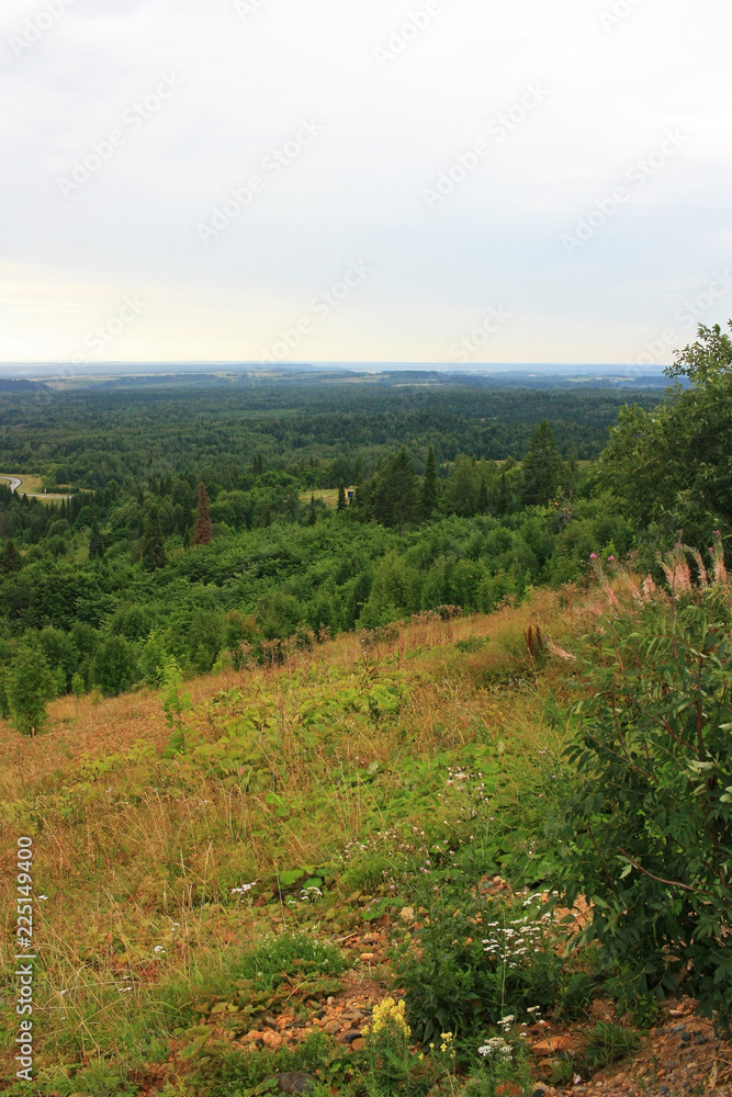 Forest in Siberia