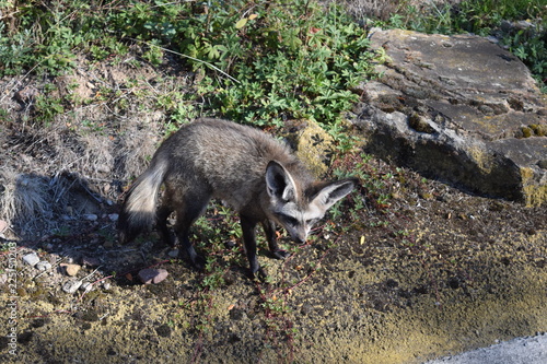 Löffelhund 7