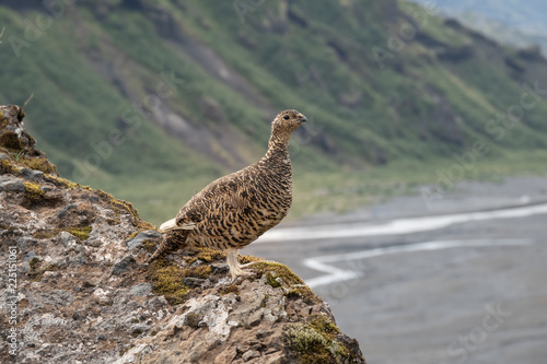 A rock ptarmigan with its summer plumage in the spectacular settings of Thorsmork. It survives year-round the extreme conditions of the Highlands of Iceland.