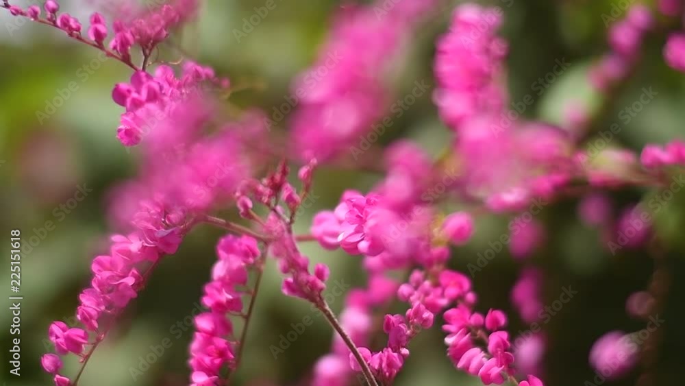 Blooming pink flower Blooming pink flower
