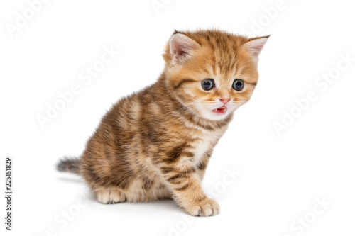 Surprised British kitten