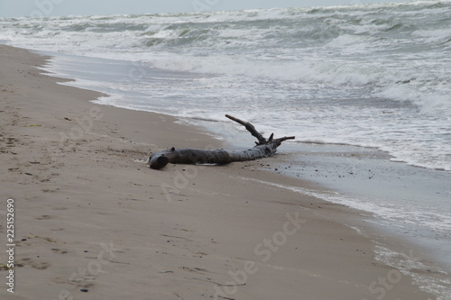 Treibholz am Nordstrand photo