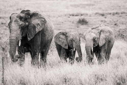 Canvas Print herd of elephants