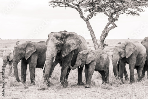 Canvas Print elephants in under a tree