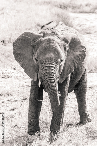 baby elephant