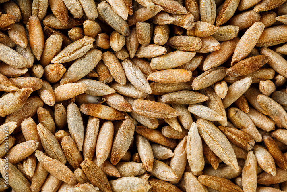 Natural oat grains background, closeup. vegetarian food Natural oat grains background, closeup. vegetarian food