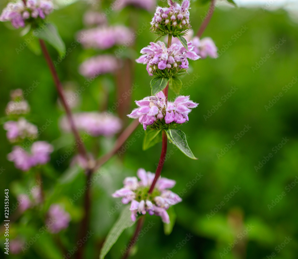 Beautiful little violet flowers in the park Beautiful little violet flowers in the park