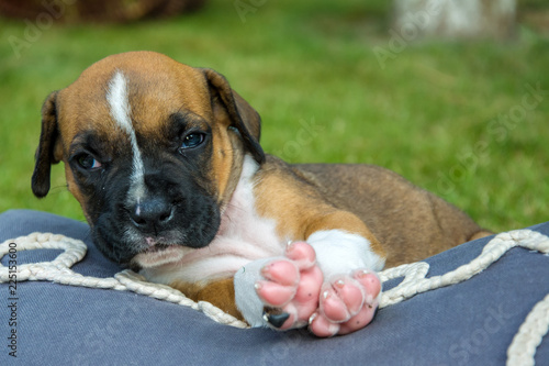 Sweet boxer puppy lying on a pillow