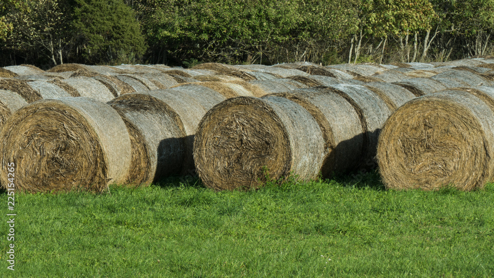 Harvested hay at the edge of the field on the farm Harvested hay at the edge of the field on the farm