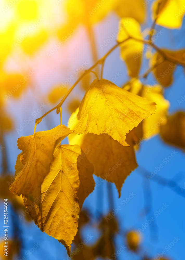Obraz premium Autumn leaves on the sun. Backlighting from sun