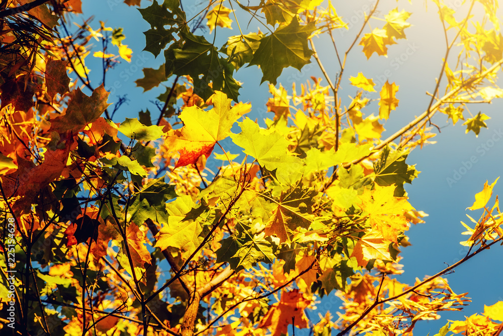 Bright colorful leaves on the branches in the autumn forest. Backlighting from the sun Bright colorful leaves on the branches in the autumn forest. Backlighting from the sun