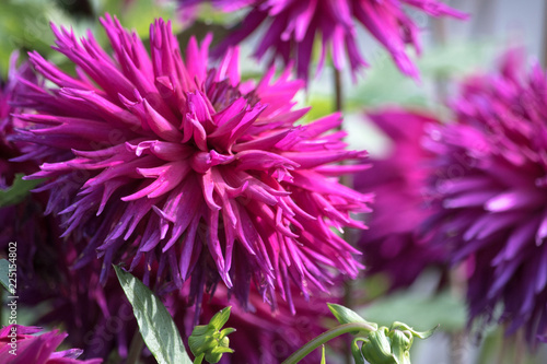 Purple flower of a cactus dahlia photo