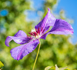 Blooms clematis blue-purple flowers. Lilac blooming clematis on blue sky background.