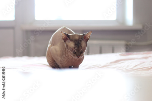 cat Sphinx sleeps on a white bed, the concept of a quiet life of pensioners photo