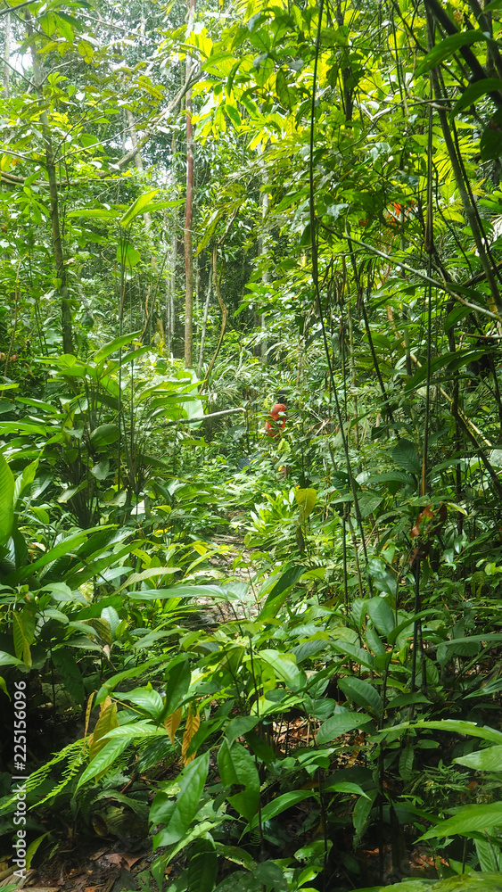 man walking through the amazon rainforest man walking through the amazon rainforest