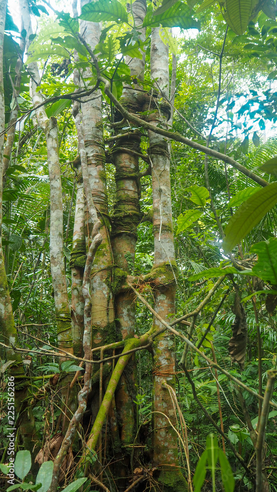 Fototapeta premium tree mich many trunks in the amazon rainforest