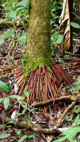 Wasai Tree with red roots in the Amazon Rainforest photo