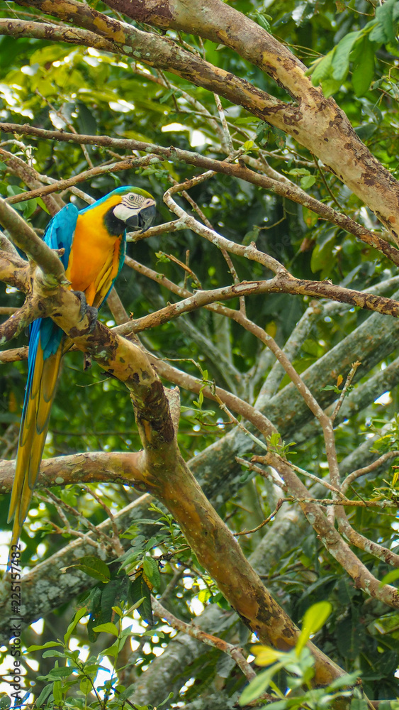 Obraz premium yellow macaw parrot in a tree in the amazon rainforest