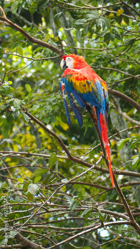 red macaw parrot in a tree in the amazon rainforest