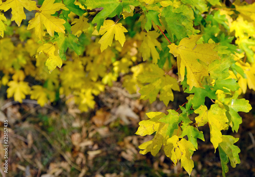 autumn leaves on green background