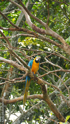 yellow macaw parrot in a tree in the amazon rainforest © iris