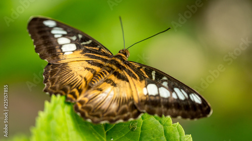 Colorful butterfuly against green leaves