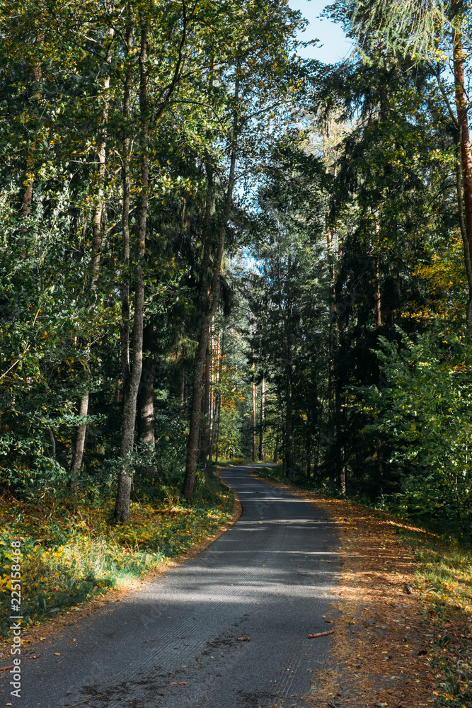 Naklejka premium Idyllic landscape with path and primeval forest at summer morning in Aulanko, Finland