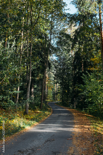 Idyllic landscape with path and primeval forest at summer morning in Aulanko, Finland