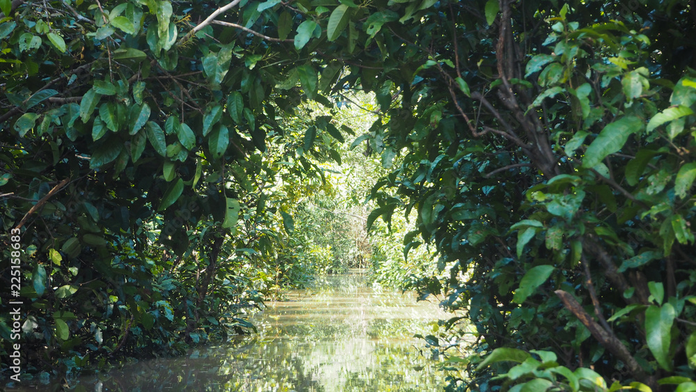 close up of the amazonas river with many plants close up of the amazonas river with many plants