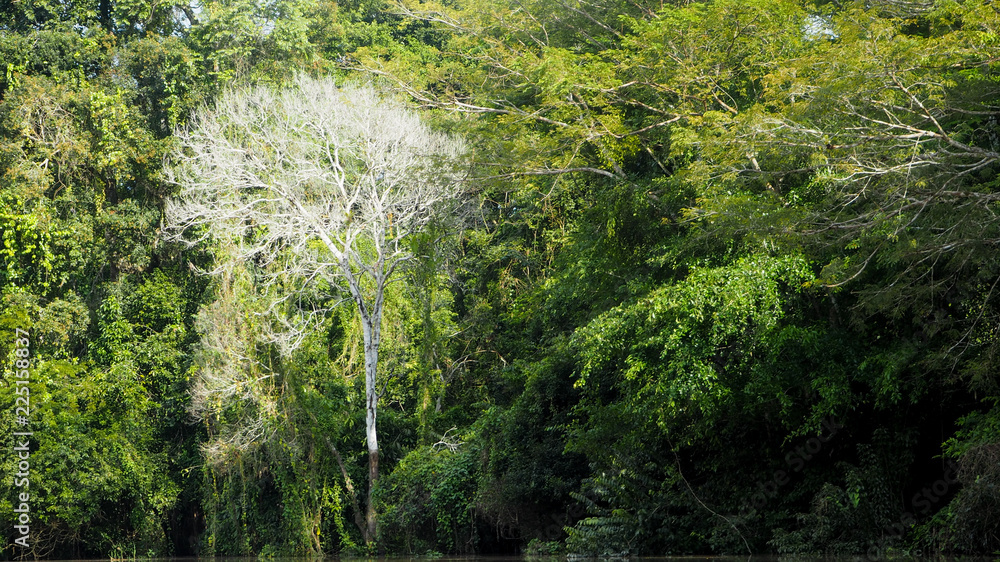 unique white tree surrounded by green trees in the amazon rainforest unique white tree surrounded by green trees in the amazon rainforest