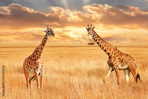 Żyrafy w afrykańskiej sawannie. Dzika przyroda Afryki. Artystyczny obraz afrykański.